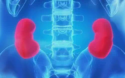 images/exams/Cintilografia Renal Estática com DMSA.webp