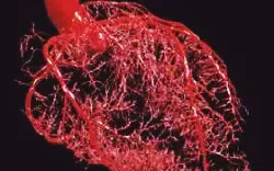 images/exams/Reserva de Fluxo Miocárdico.webp