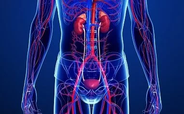 Doppler Colorido De Artérias Renais